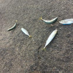 飲ませでスズキ72cm